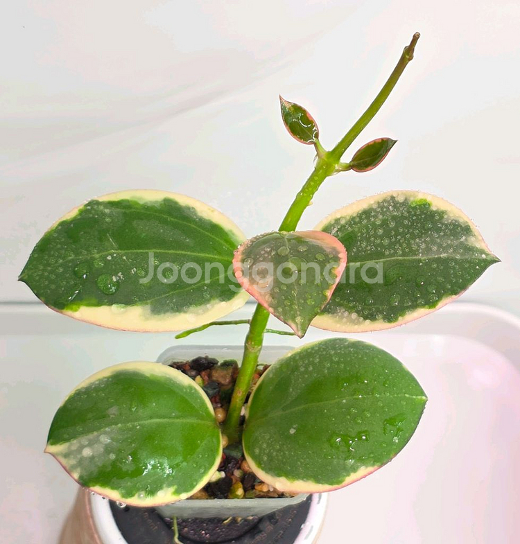 호야 파라알보--0