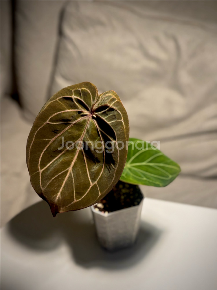 안스리움 킹오스--2