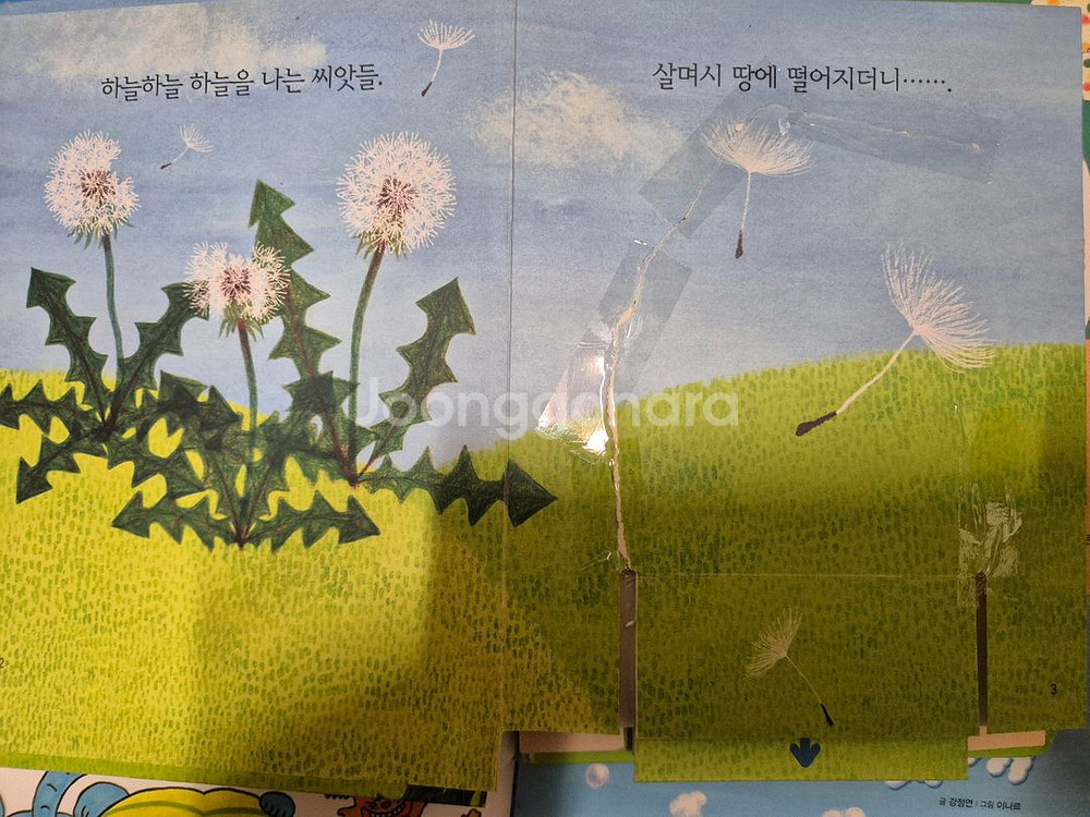 베이비올 창작 , 베이비올 수과학 일괄 택포--5