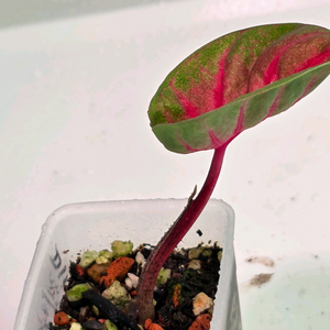 칼라디움 레드컵