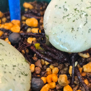 호야 레오파드 스킨