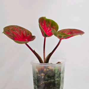 칼라디움 레드컵