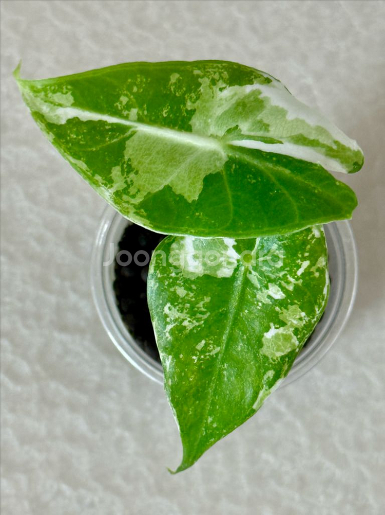 알로카시아 핑크드레곤 화이트 알보 바리에가타--0