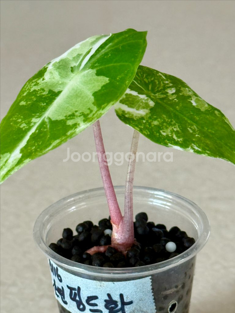 알로카시아 핑크드레곤 화이트 알보 바리에가타--1