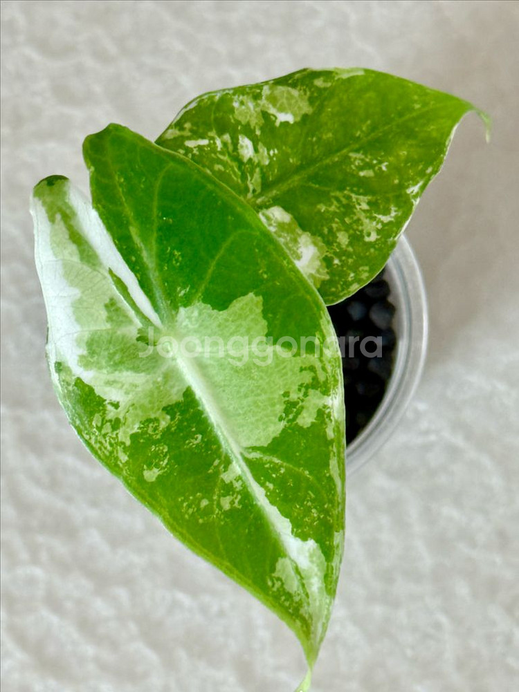 알로카시아 핑크드레곤 화이트 알보 바리에가타--2