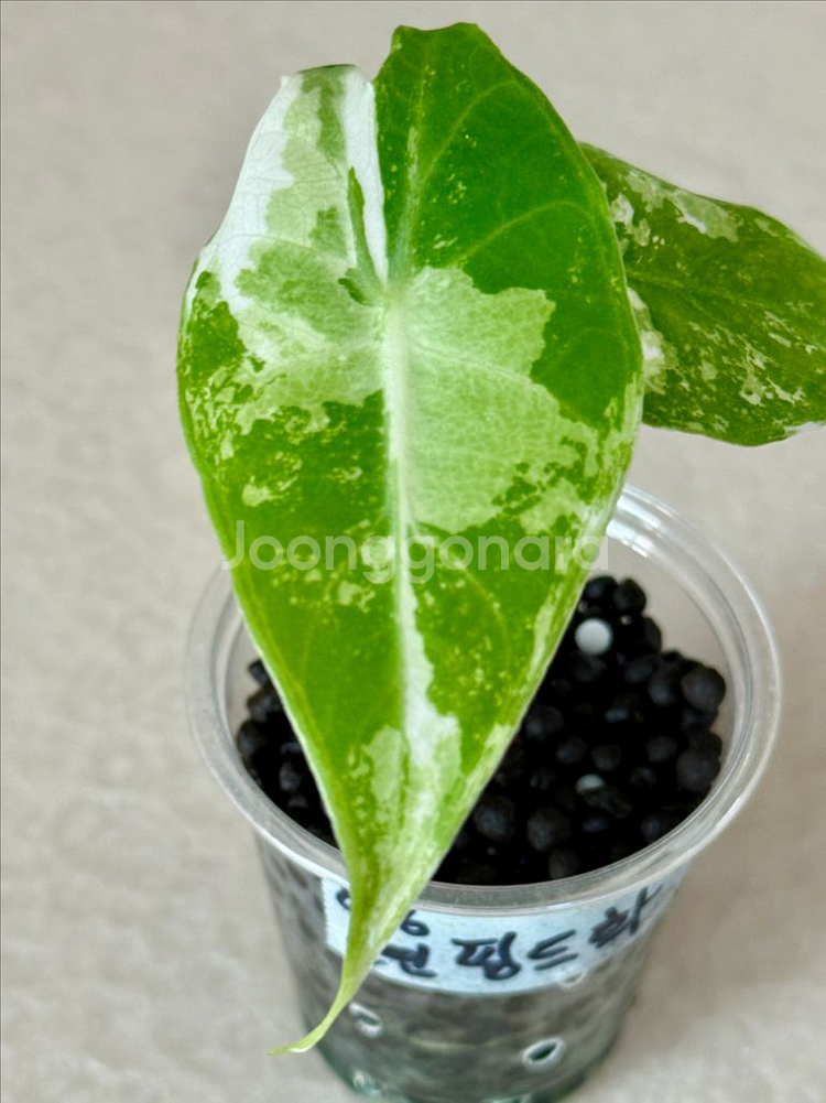 알로카시아 핑크드레곤 화이트 알보 바리에가타--4