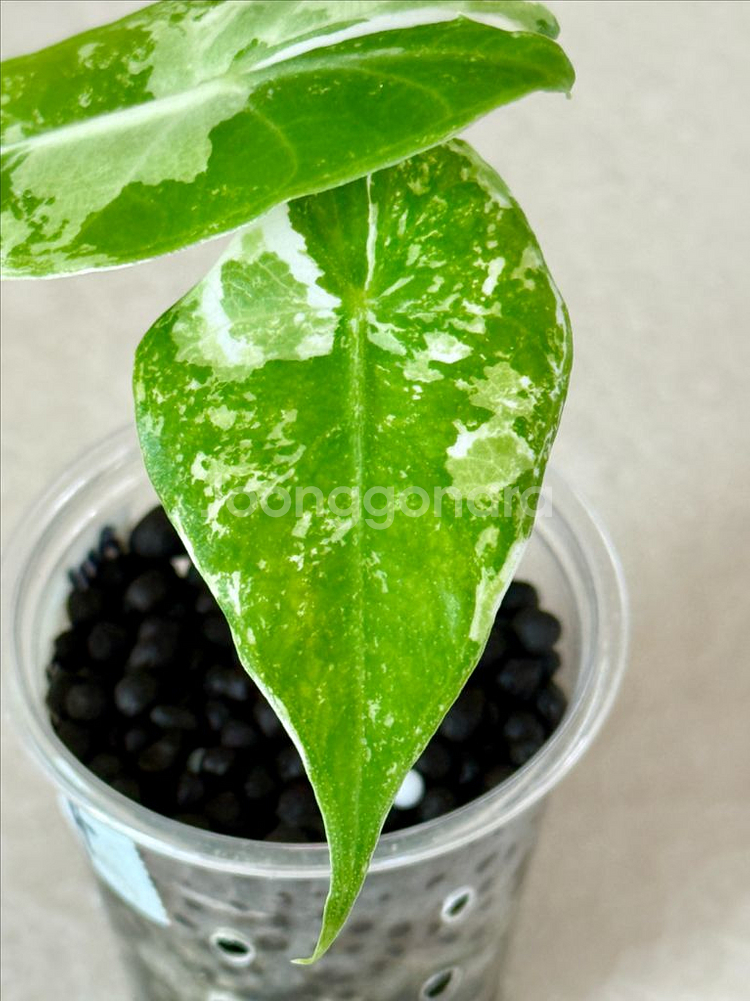 알로카시아 핑크드레곤 화이트 알보 바리에가타--3