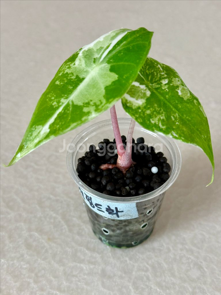 알로카시아 핑크드레곤 화이트 알보 바리에가타--5