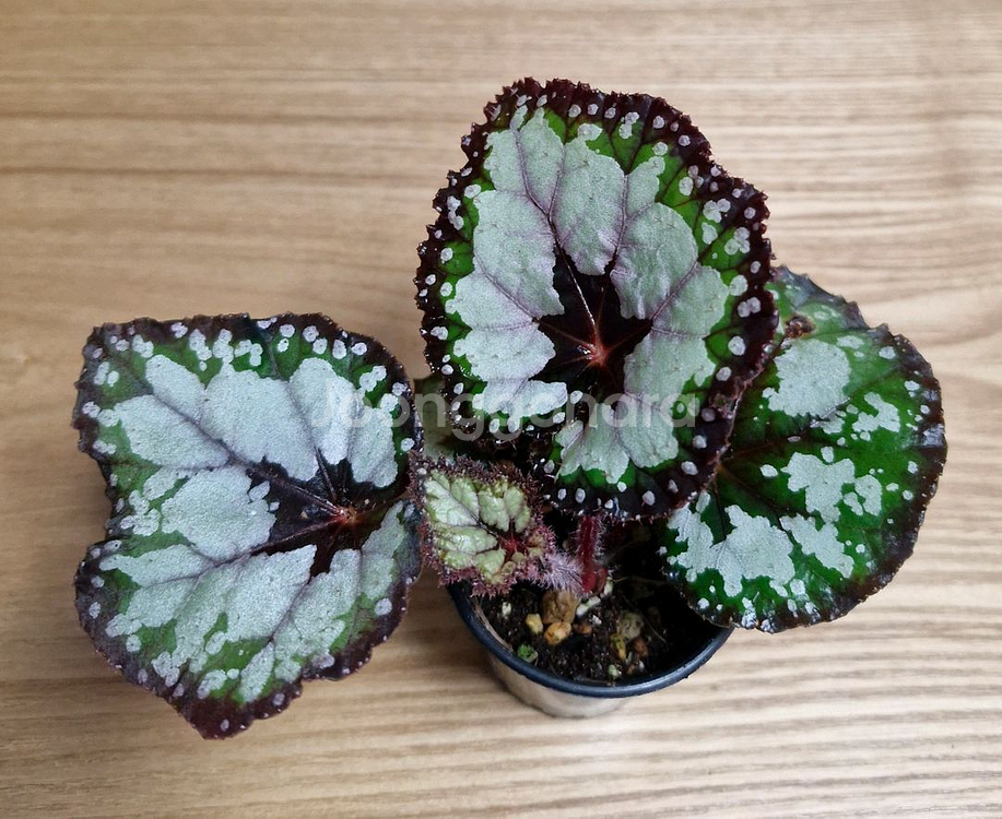 베고니아 돌체비타--0