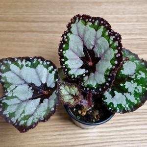 베고니아 돌체비타