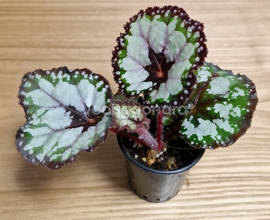 베고니아 돌체비타--1