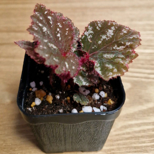 베고니아 파인레드헤드