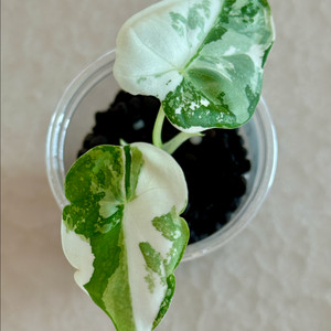 알로카시아 무늬 프라이덱 바리에가타