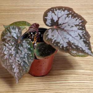 베고니아 윈터트와일라잇