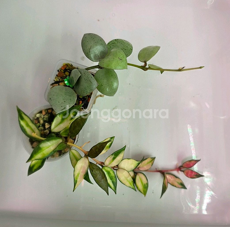 호야2종셋트(알로x안스x)--0