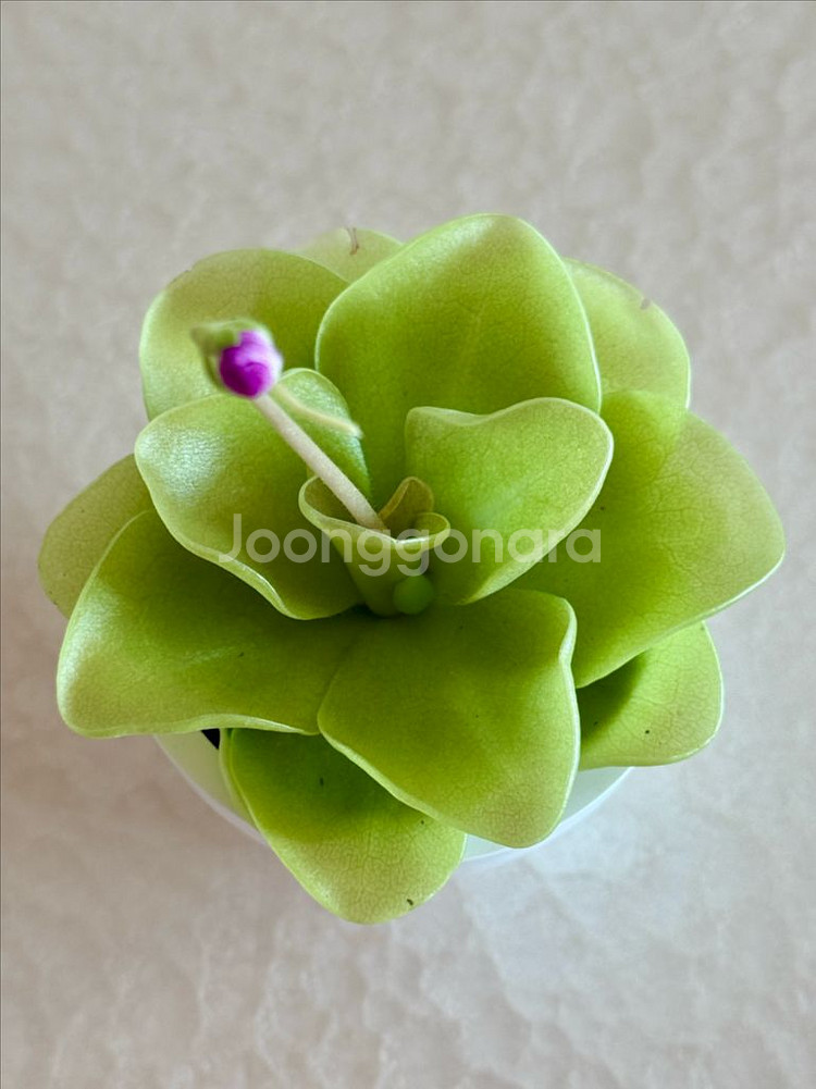 벌레잡이 제비꽃--0