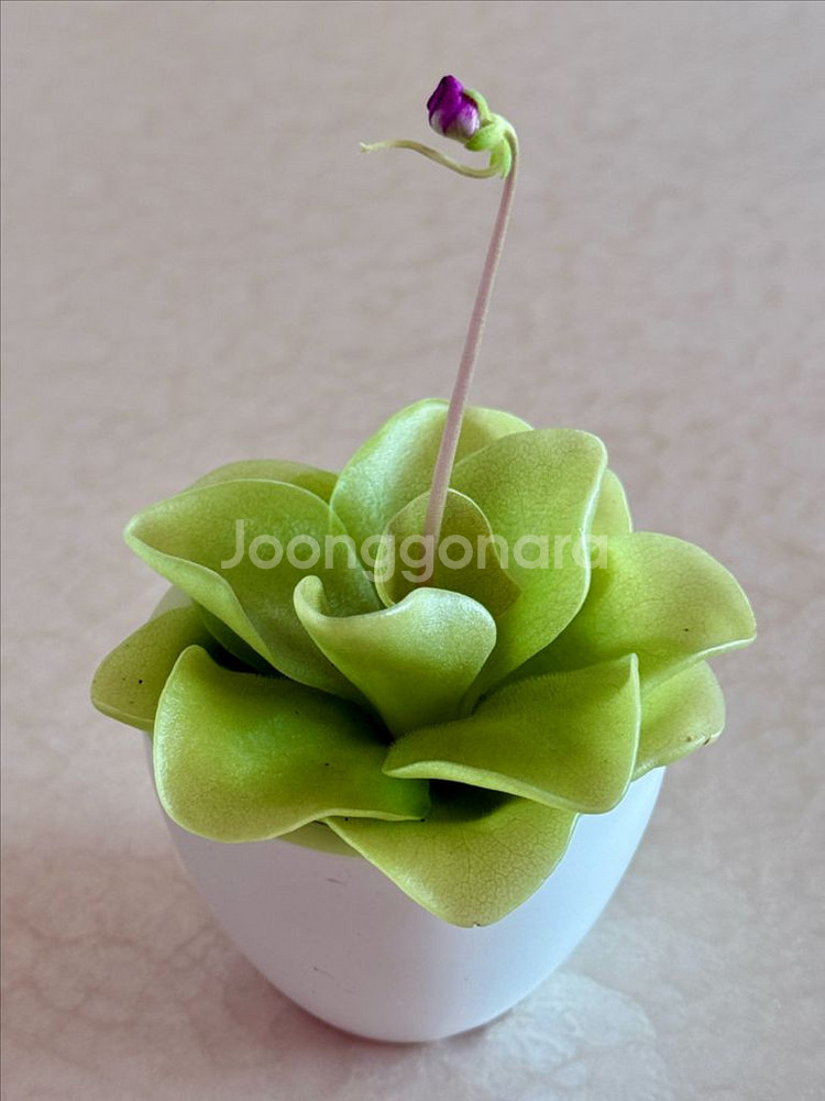 벌레잡이 제비꽃--2