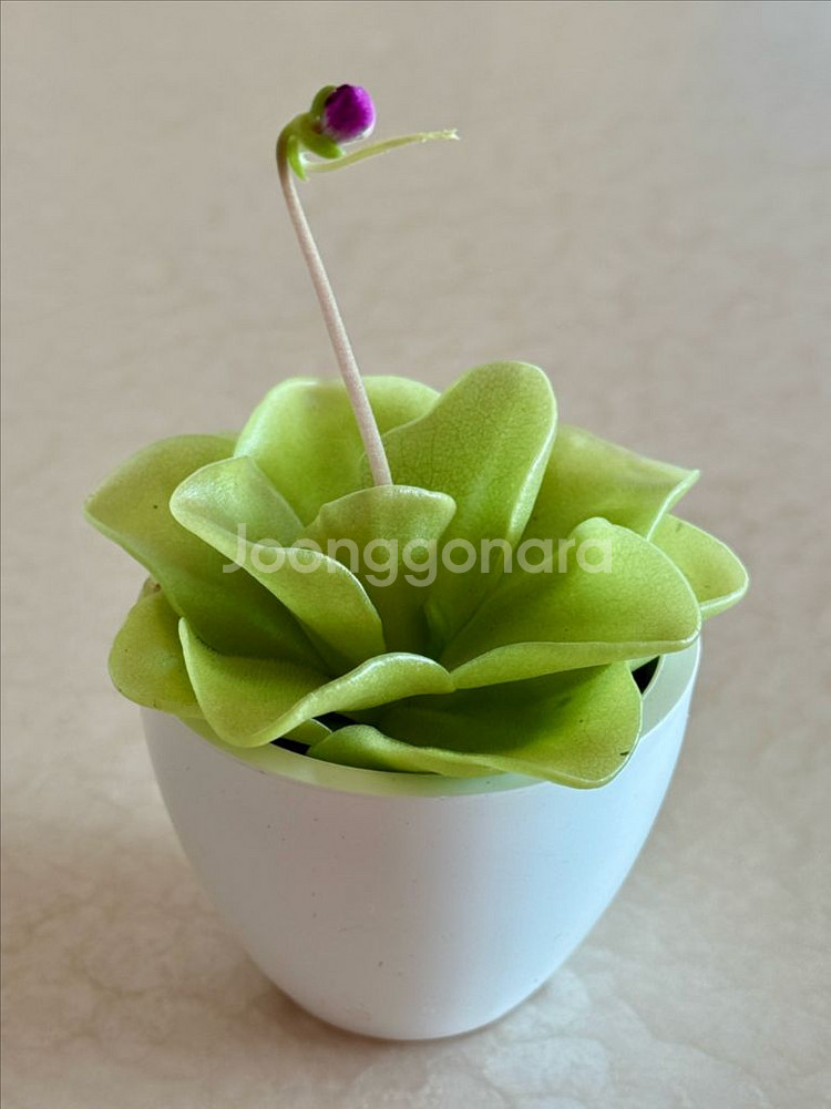 벌레잡이 제비꽃--1