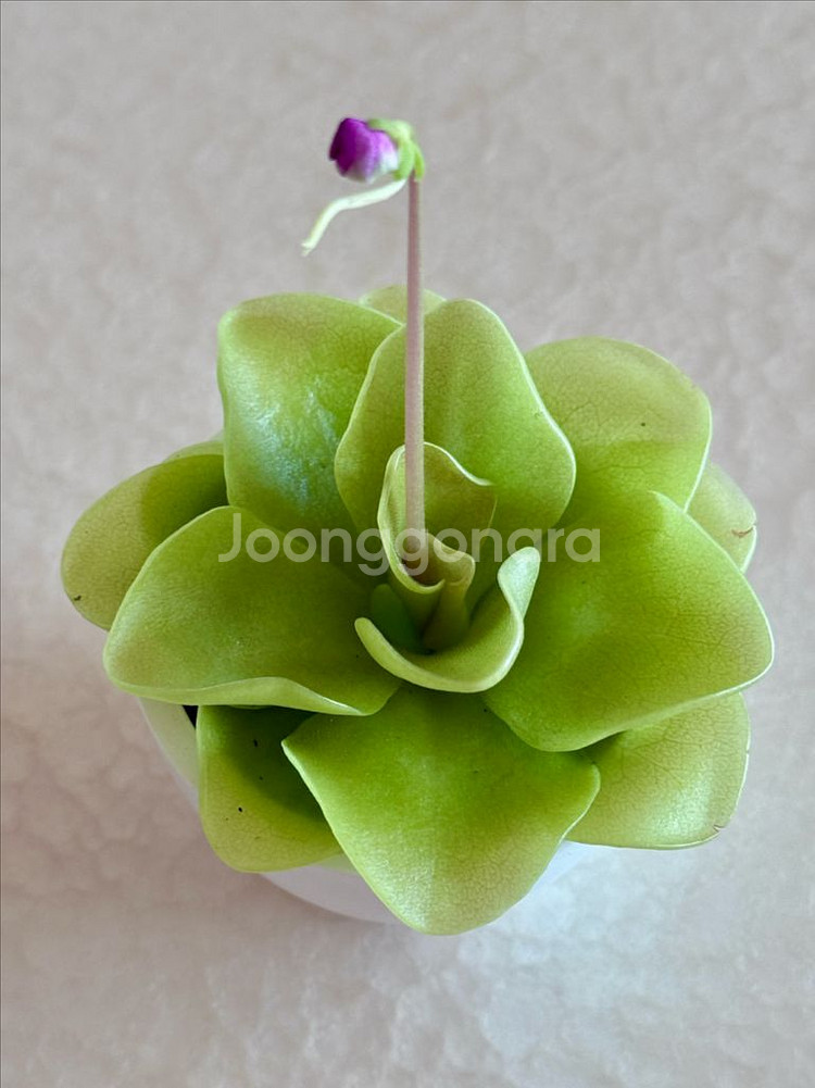 벌레잡이 제비꽃--3