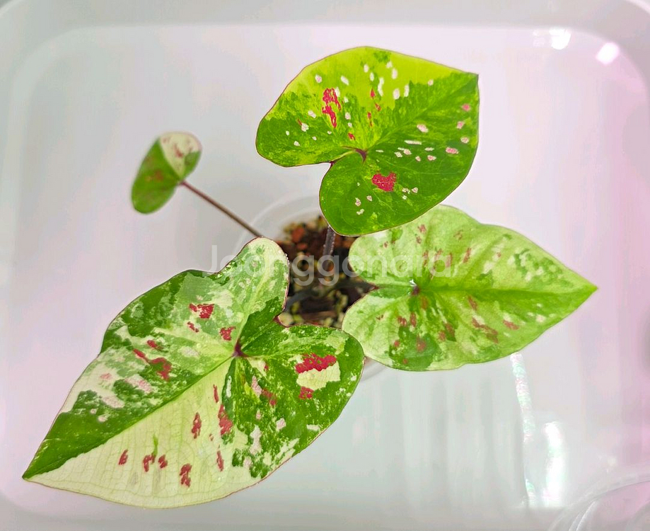 칼라디움 익만장자--0