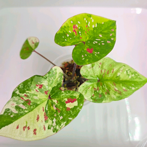 칼라디움 익만장자