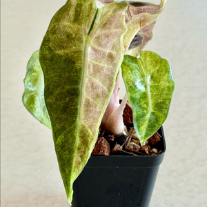 알로카시아 거북 스플래쉬 바리에가타