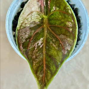 알로카시아 아즈라니 화이트 핑크 바리에가타 왕자구묘