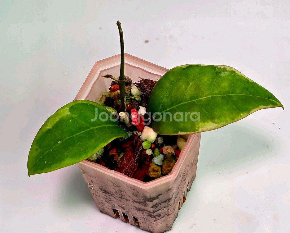 호야 버티실리타 팡레이(알로x안스x)--0