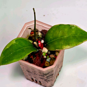 호야 버티실리타 팡레이(알로x안스x)