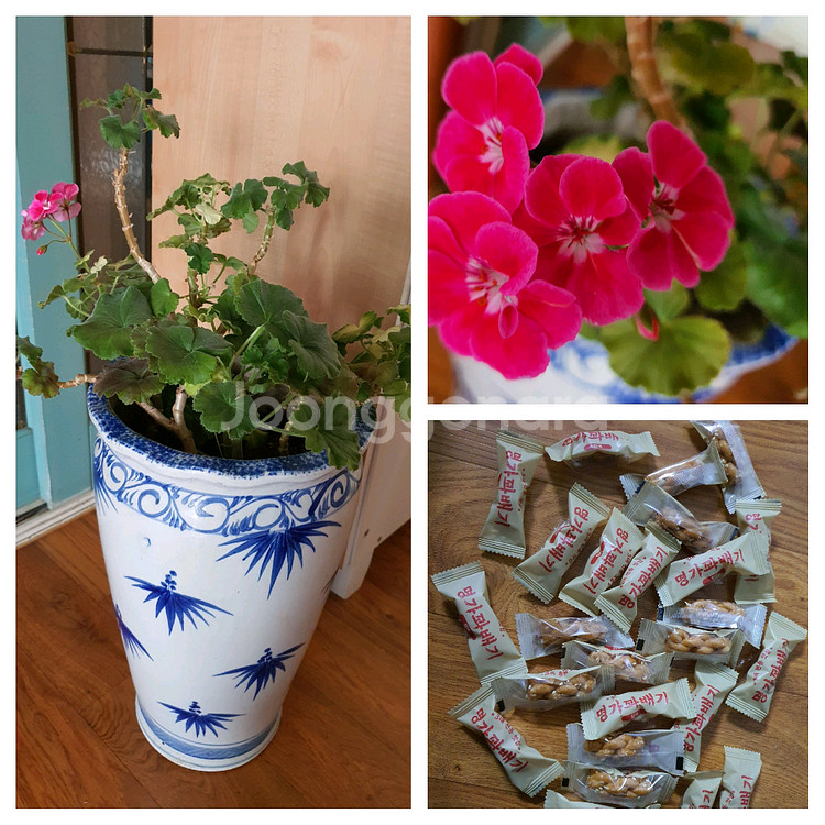 제라늄 예쁜꽃이 피고있음 고급도자기 큰화분포함1만원 명가꽈배기25개덤--0