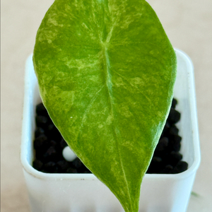 알로카시아 나이로비 나이트 옐로우 바리에가타