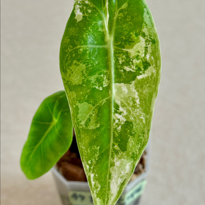 알로카시아 롱기로바 화이트 바리에가타