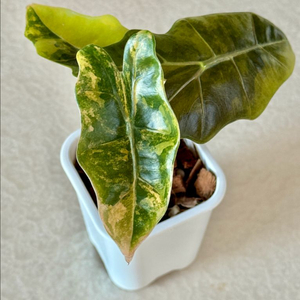 알로카시아 푸세이도 옐로우 아우레아 바리에가타