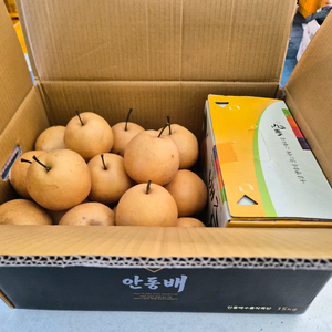 [전국최저가 특판] 배즙1박스+배(중소과 약20과) 혼합세트 총15kg(택배비포함)