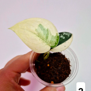 스킨답서스 마야리 바리에가타(1)