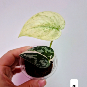 스킨답서스 마야리 바리에가타(2)