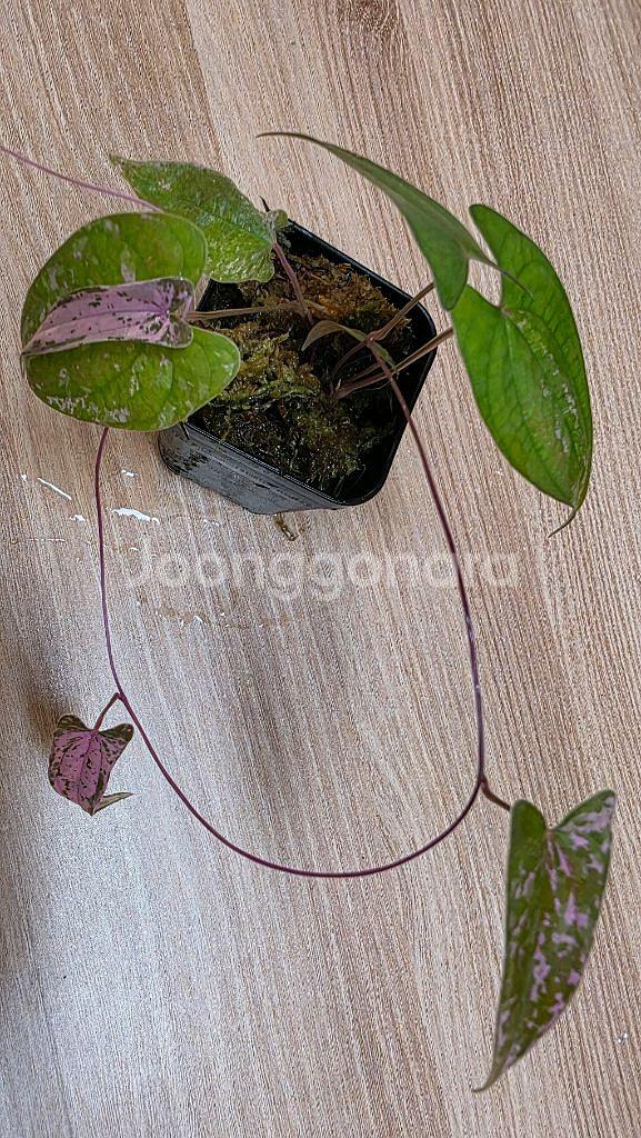 디오스코레아 픽셀핑크--0