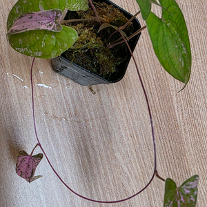 디오스코레아 픽셀핑크