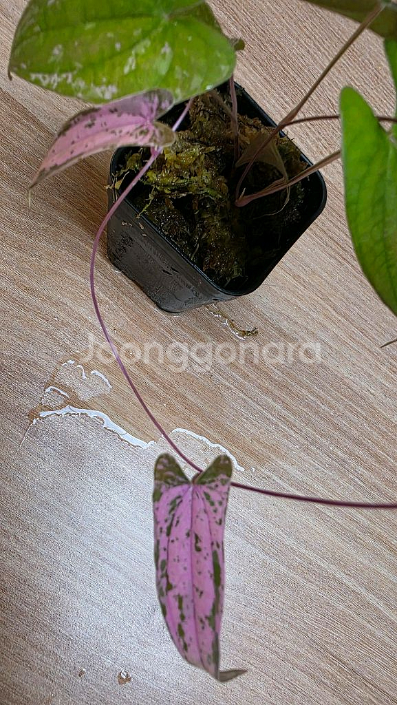 디오스코레아 픽셀핑크--3