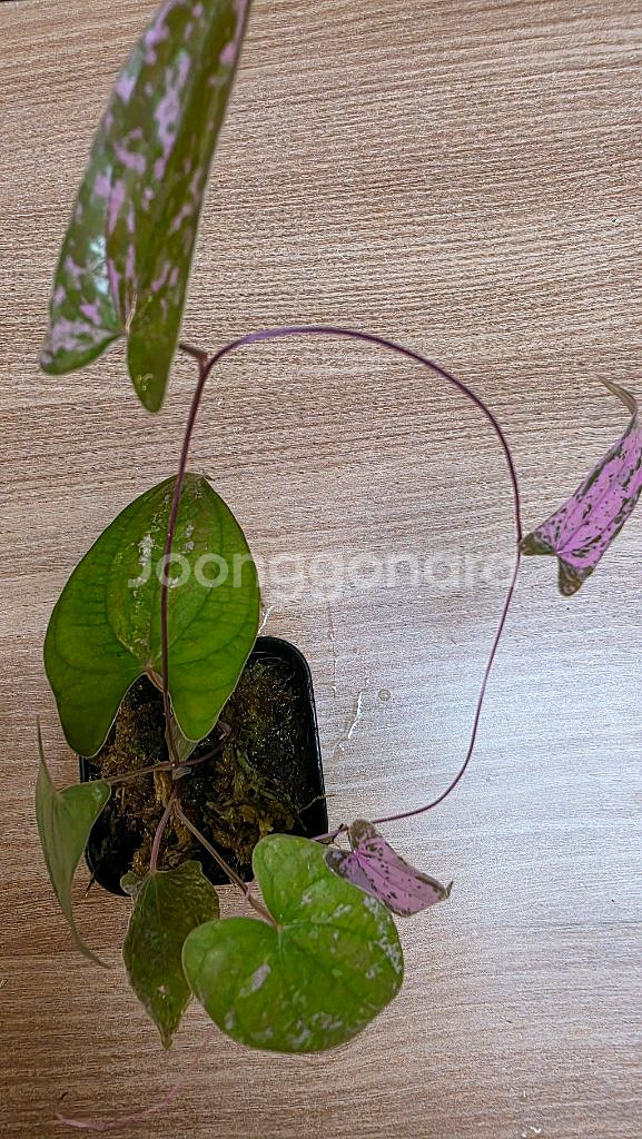 디오스코레아 픽셀핑크--2