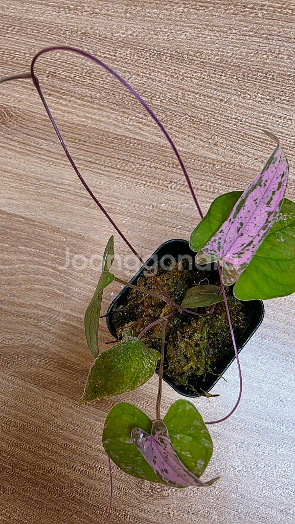 디오스코레아 픽셀핑크--1