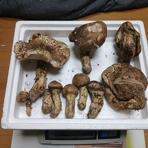 문경 송이버섯 이미지