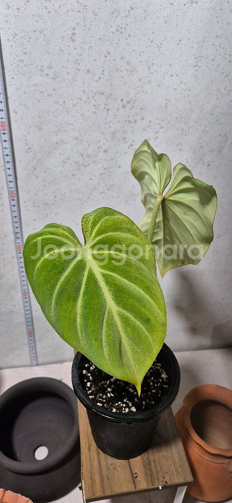 필로덴드론 글로리오섬 화이트베인--1