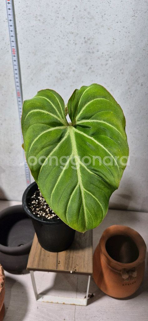 필로덴드론 글로리오섬 화이트베인--0