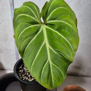 필로덴드론 글로리오섬 화이트베인