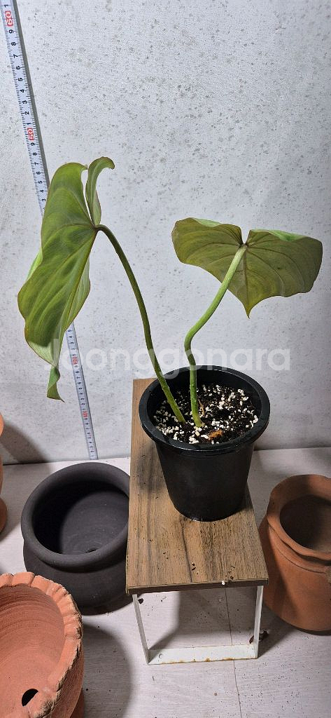 필로덴드론 글로리오섬 화이트베인--2