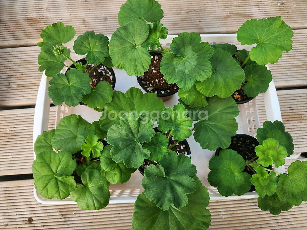 제라늄6종셋트--0