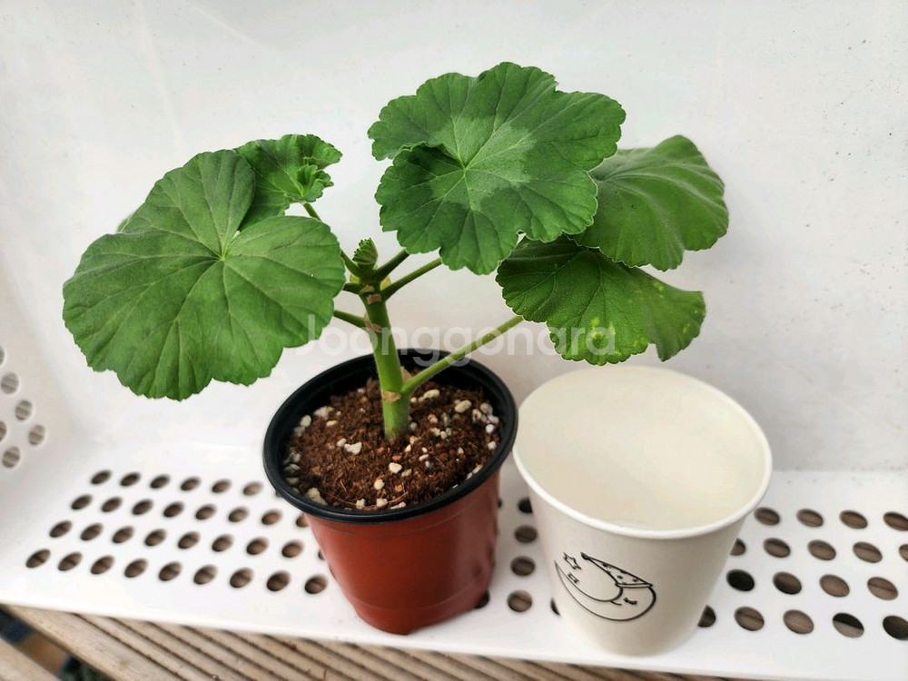 제라늄6종셋트--4