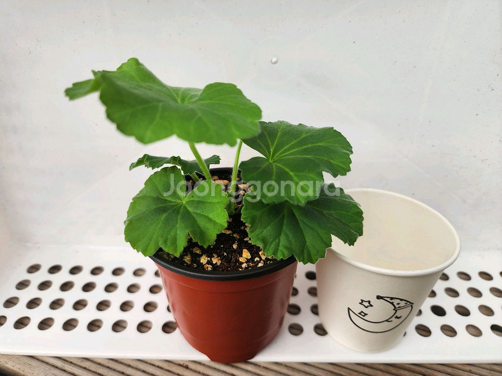 제라늄6종셋트--1