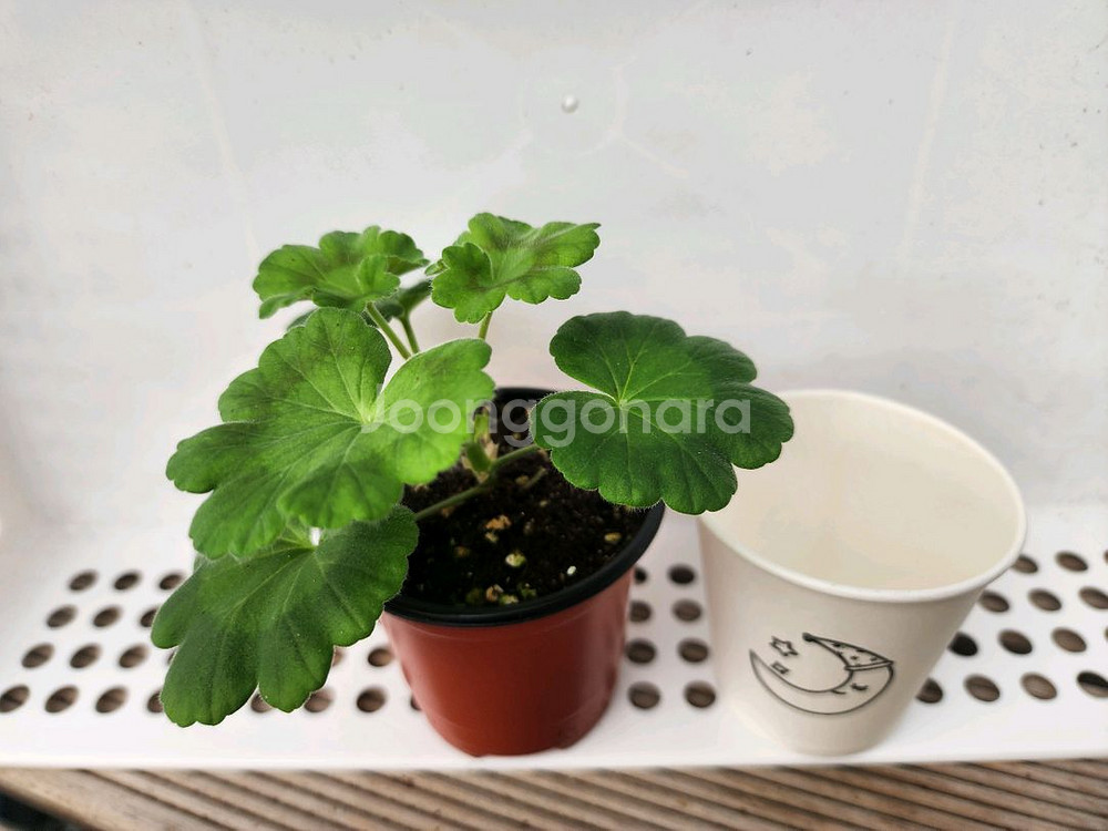 제라늄6종셋트--2